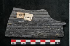 Foto (Detailansicht) von Sigillaria elongata Brongniart (NHMW-GEO-2024-0188-11060)